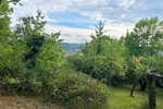 Gartengrundstück in Toplage von Esslingen - Wittumweinberge oberhalb der Burg - Grundstück Esslingen am Neckar Hohenkreuz | Angebot:27549076