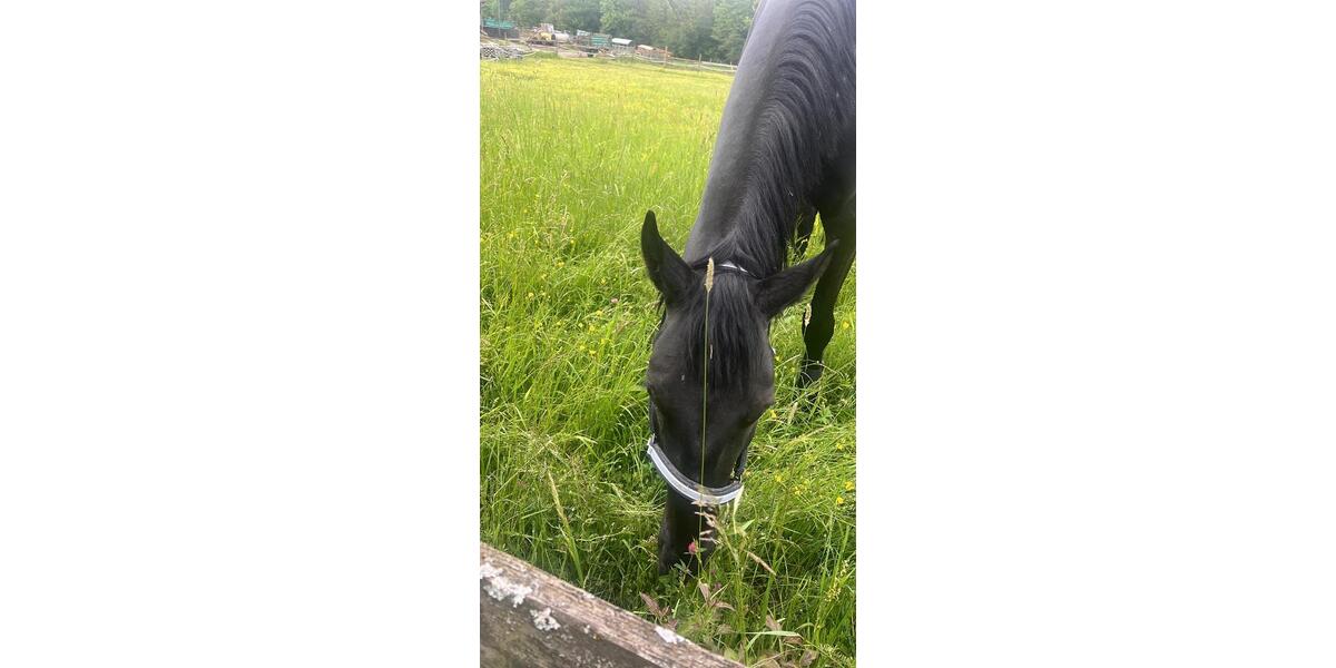 Pferd